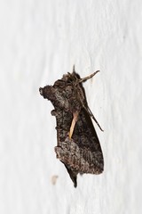 Vittaplusia vittata