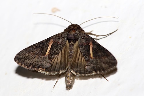 Streaked Plusia