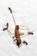 Camponotus maculatus