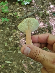 Lactifluus