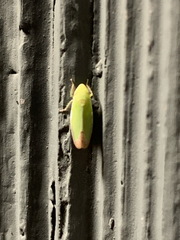 Memnonia flavida