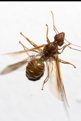 Oecophylla longinoda