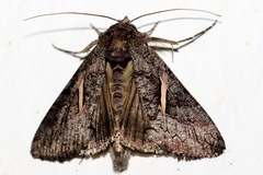 Vittaplusia vittata