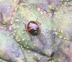 Poecilocoris splendidulus