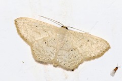 Scopula minorata