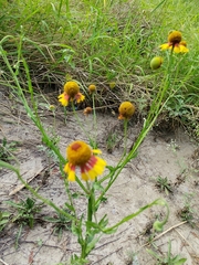 Helenium amphibolum