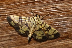 Pardomima distortana