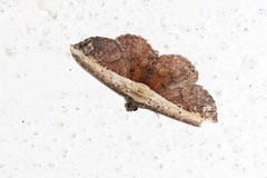 Lophoruza semiscripta