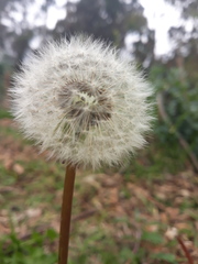 Taraxacum officinale