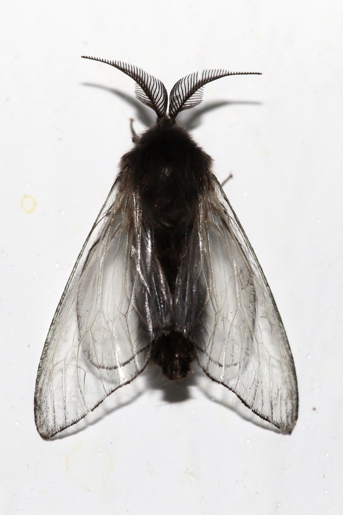 Wattle Bagworm