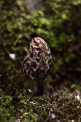 Morchella tridentina