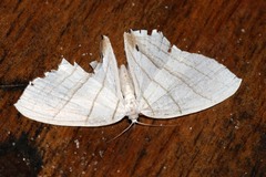 Dissoprumna erycinaria