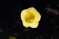 Polemonium pauciflorum melindae