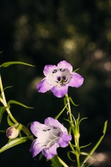 Penstemon campanulatus