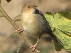 Cisticola erythrops