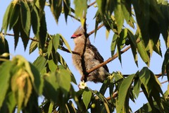 Urocolius macrourus
