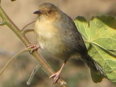 Cisticola erythrops