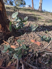 Eucalyptus tenuiramis