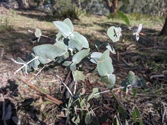 Eucalyptus tenuiramis