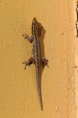 Lygodactylus picturatus