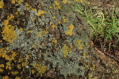 Phaeophyscia hispidula