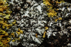 Phaeophyscia hispidula