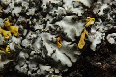 Phaeophyscia hispidula