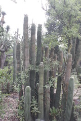 Stenocereus treleasei