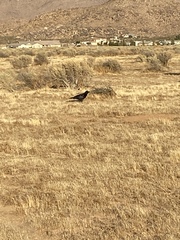 Corvus corax