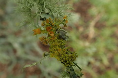 Teloschistes sieberianus