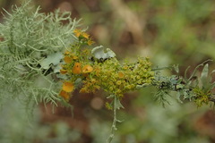Teloschistes sieberianus