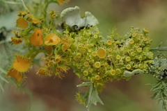 Teloschistes sieberianus