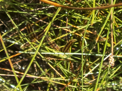 Cyperus bipartitus