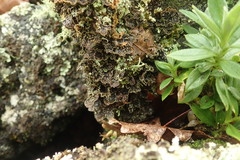 Pseudocyphellaria neglecta