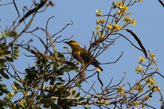 Oriolus auratus