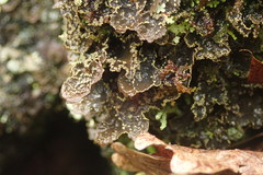 Pseudocyphellaria neglecta