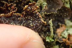 Pseudocyphellaria neglecta