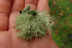 Ramalina peruviana