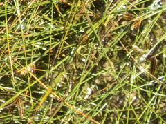 Cyperus bipartitus