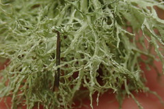 Ramalina peruviana