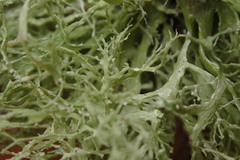 Ramalina peruviana
