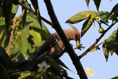 Urocolius macrourus