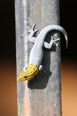 Lygodactylus picturatus