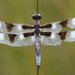 Twelve-spotted Skimmer - Photo (c) Cameron Eckert, some rights reserved (CC BY-NC), uploaded by Cameron Eckert