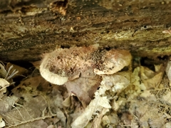 Sarcoporia longitubulata