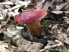 Exsudoporus