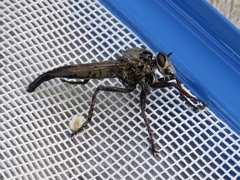 Proctacanthus milbertii