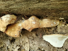 Sarcoporia longitubulata