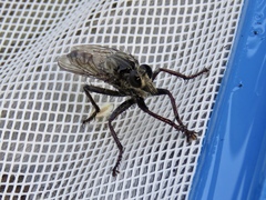 Proctacanthus milbertii