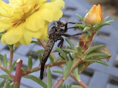 Proctacanthus milbertii